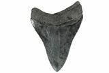 3.63" Fossil Megalodon Tooth - South Carolina - #181128-1
